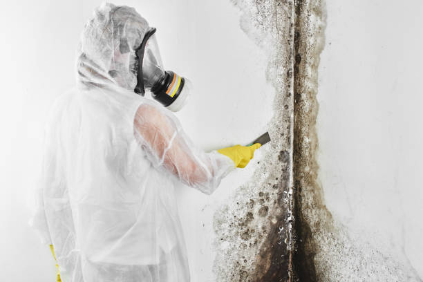 Best Commercial Mold Removal  in Albion, MI