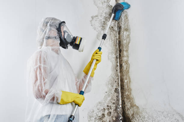 Best Local Mold Removal Service  in Albion, MI