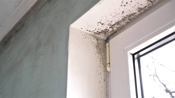 Best Mold Removal Company Near Me  in Albion, MI