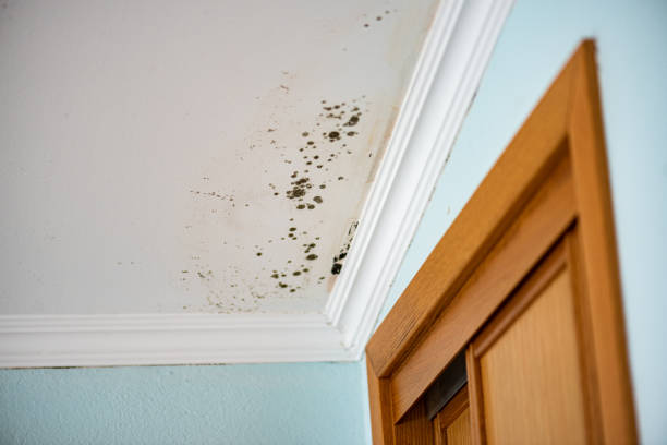 Best Office Mold Removal Services  in Albion, MI