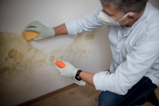 Best Mold Damage Repair  in Albion, MI