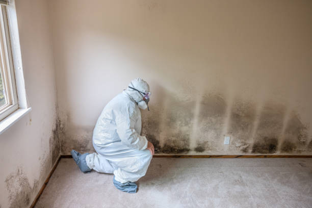 Best Home Mold Removal  in Albion, MI