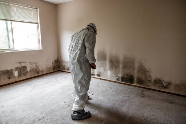 Best Emergency Mold Removal  in Albion, MI