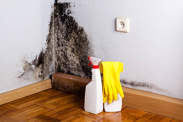 Best Residential Mold Removal  in Albion, MI